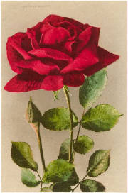 american_beauty_rose.jpg